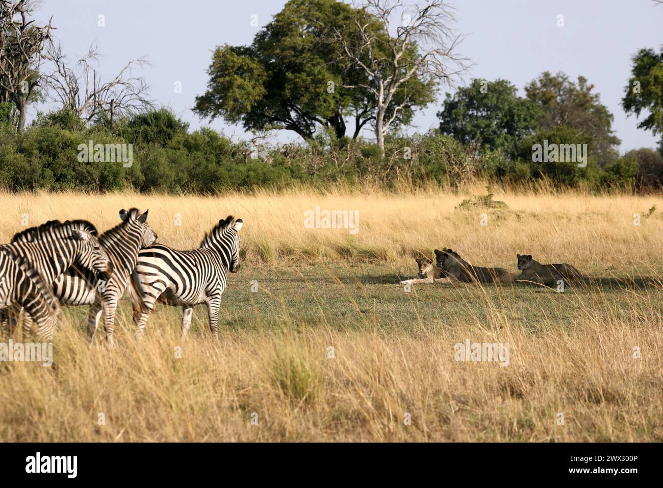 Zebre che guardano i leoni nella riserva di caccia Moremi, Botswana Foto Stock