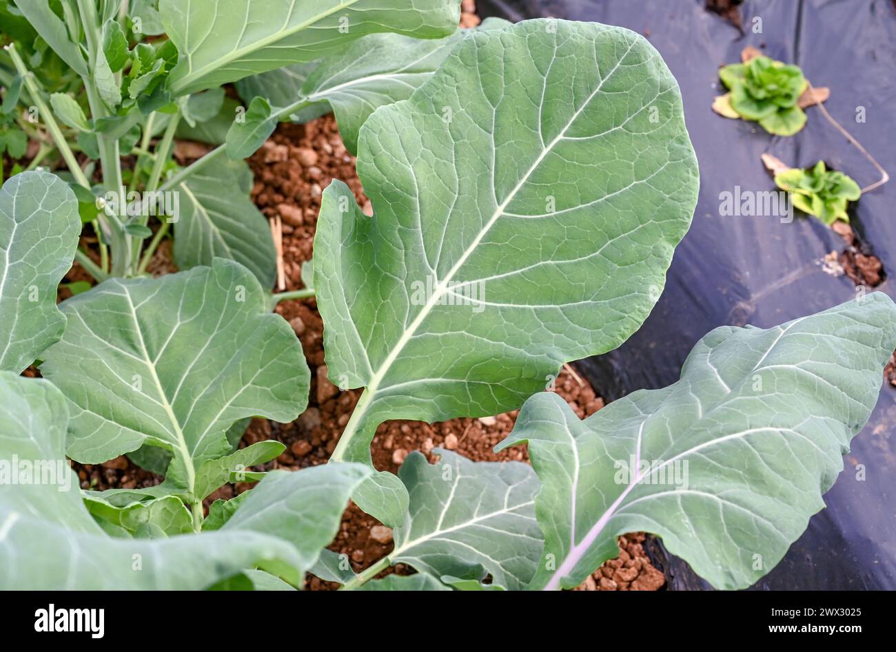 Collard cresce in una serra sul campo. Nuovo collard verde. Foto Stock