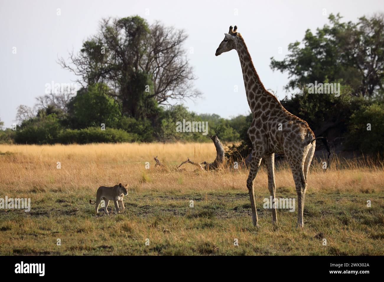 Giraffa avvicinata da un leone nella riserva di caccia Moremi Botswana Foto Stock