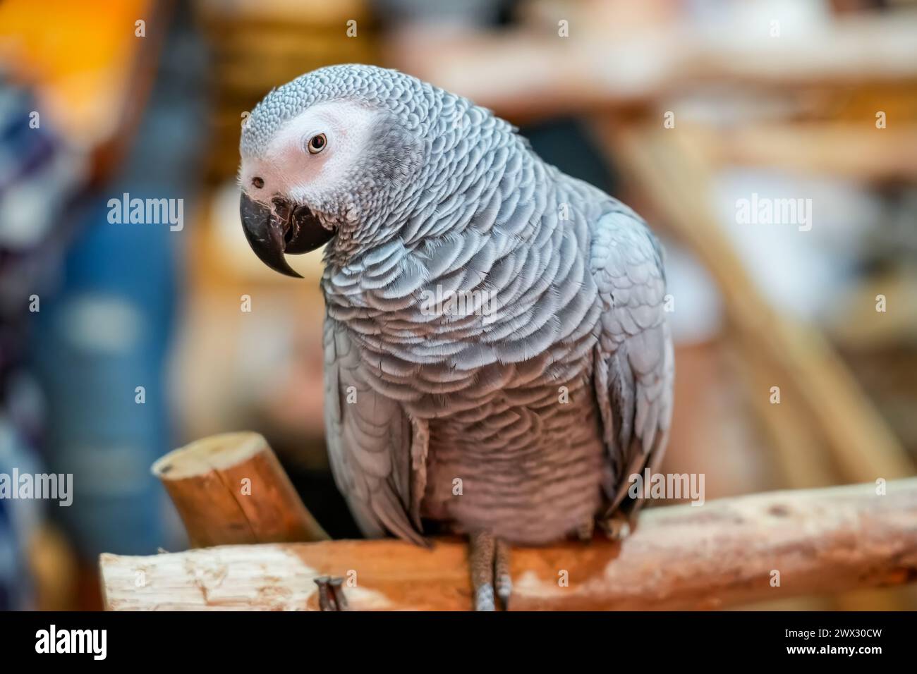 Primo piano Ritratto del pappagallo grigio africano Psittacus erithacus. Foto Stock Primo piano Ritratto del pappagallo grigio africano Psittacus erithacus. Foto Stock