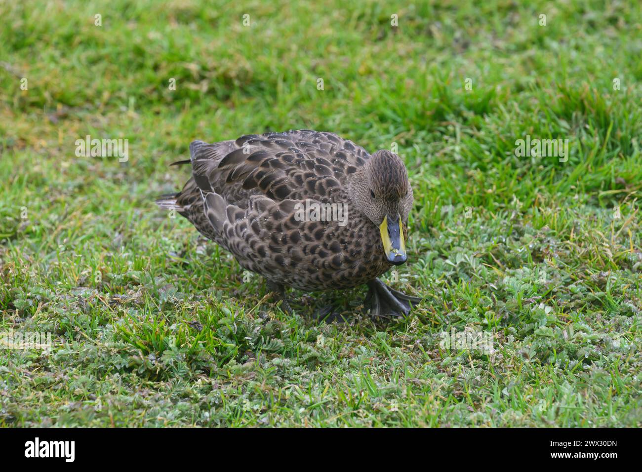 Pintail South Georgia (Anas georgica georgica), si nutre sotto la pioggia, Grytviken, South Georgia, gennaio 2024 Foto Stock