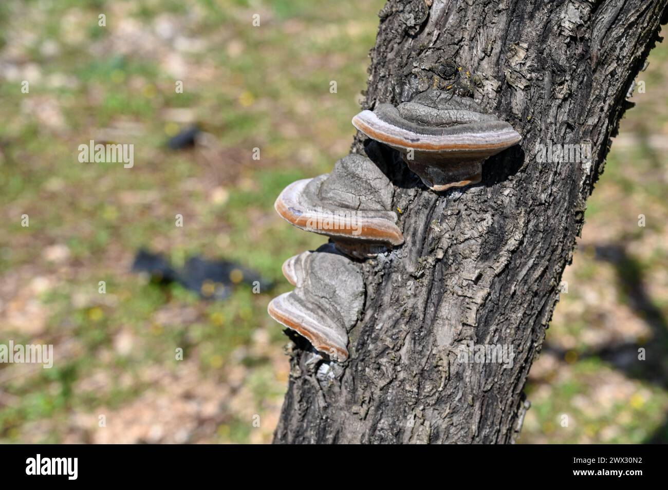 Funghi che crescono sull'albero. Parassita fungo su un albero in un frutteto. Malattia delle piante. Parassiti sulla corteccia. Foto Stock