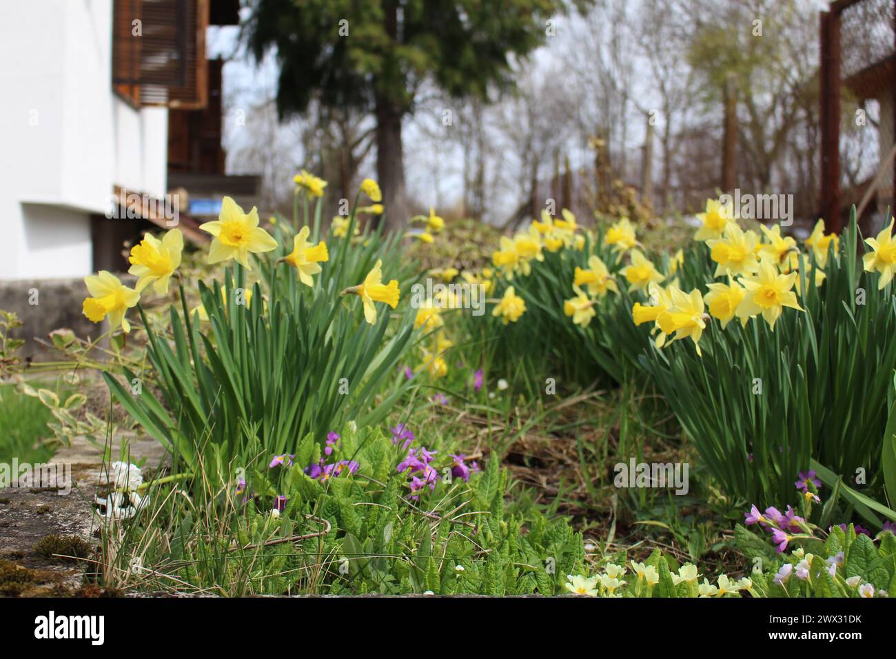 La vita del villaggio dei narcisi si trova in primavera Foto Stock