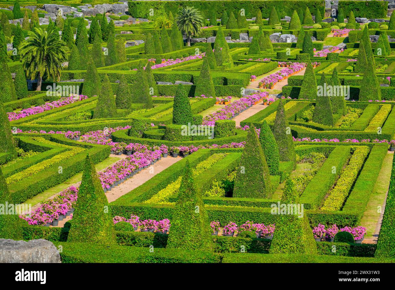 Vista del labirinto del giardino, siepi e alberi a forma di piramide che fioriscono fiori di lilla. Foto Stock