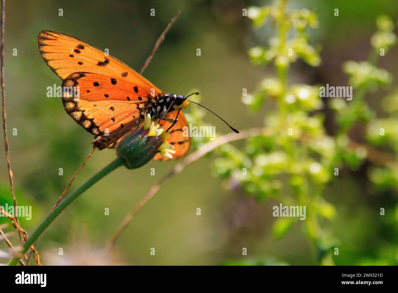 Tawny coster (Acraea Terpsicore) farfalla che vola e in piedi in un prato tropicale, thailandia Foto Stock