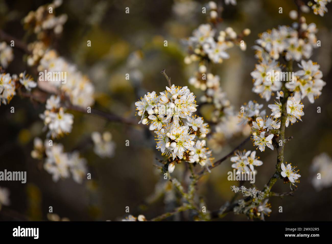 I fiori sono più o meno aperti, con alcune foglie che emergono. Foto Stock
