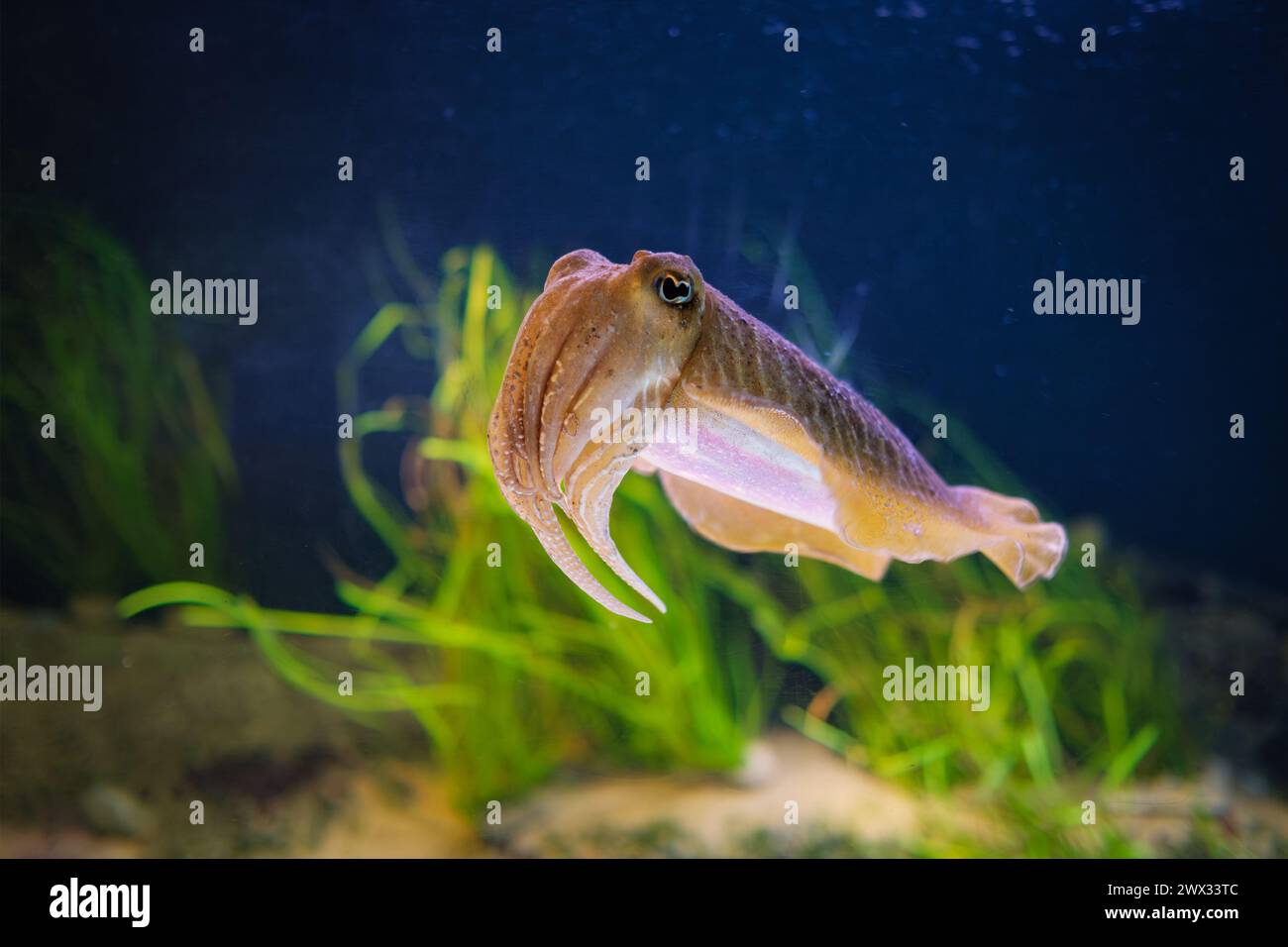 Seppia Offcinalis sottomarina comune europea Foto Stock