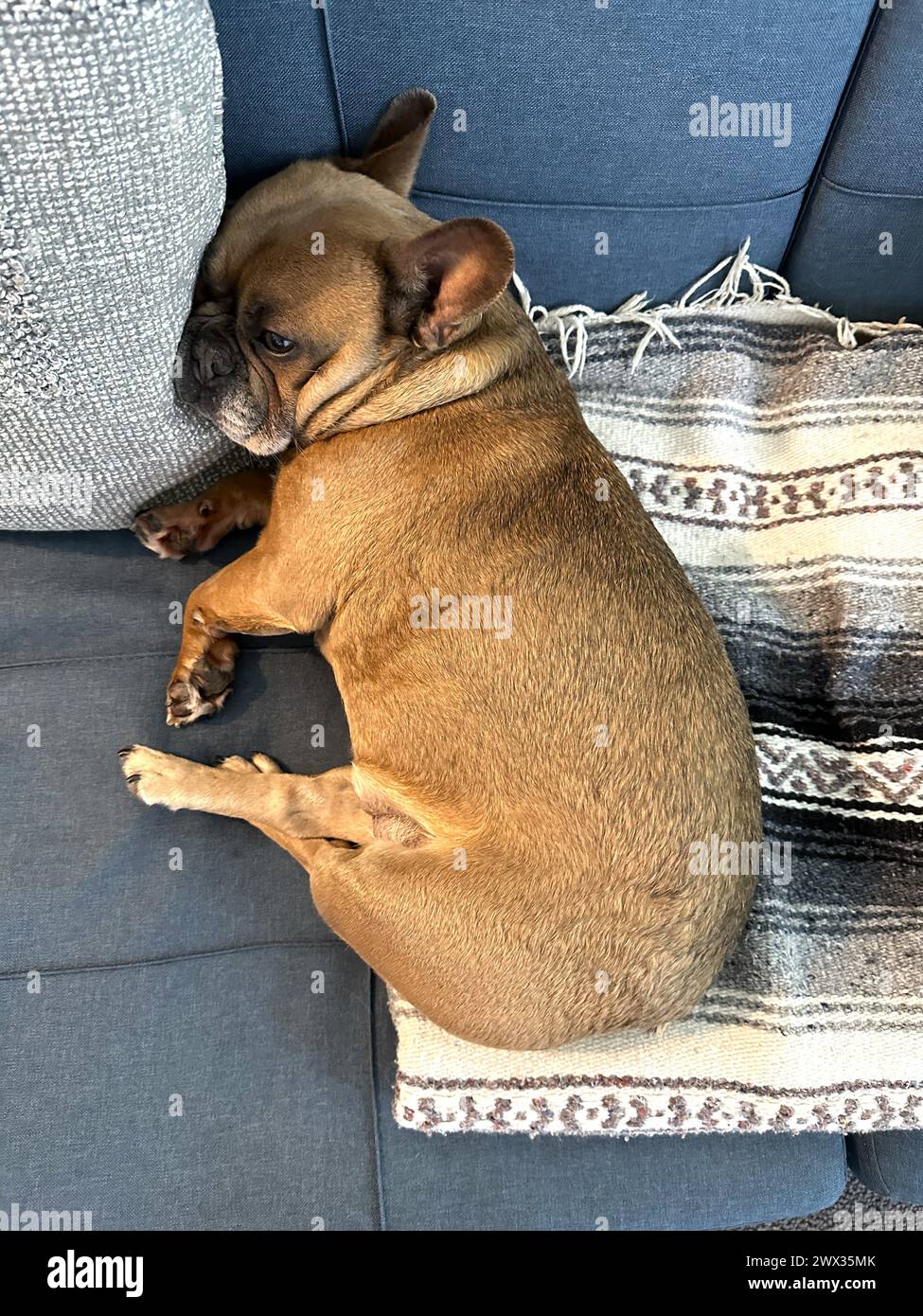 Un simpatico Bulldog francese marrone steso su un divano con una coperta e un cuscino. Foto Stock