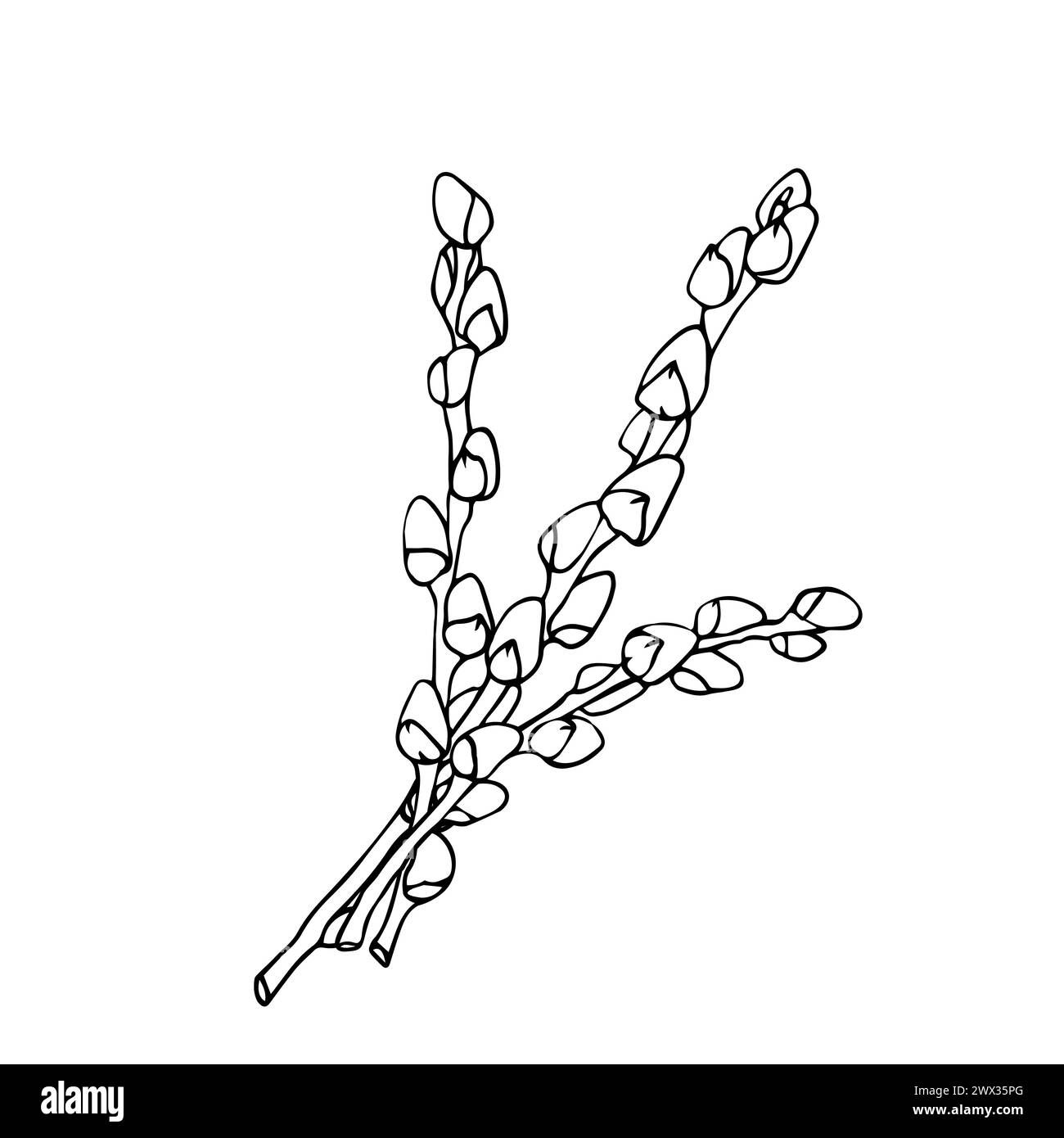 Pasqua, branca primaverile, inchiostro salice, branca disegnata a mano per la progettazione di biglietti, inviti, libri da colorare, album. Isolamento vettoriale su bianco Illustrazione Vettoriale