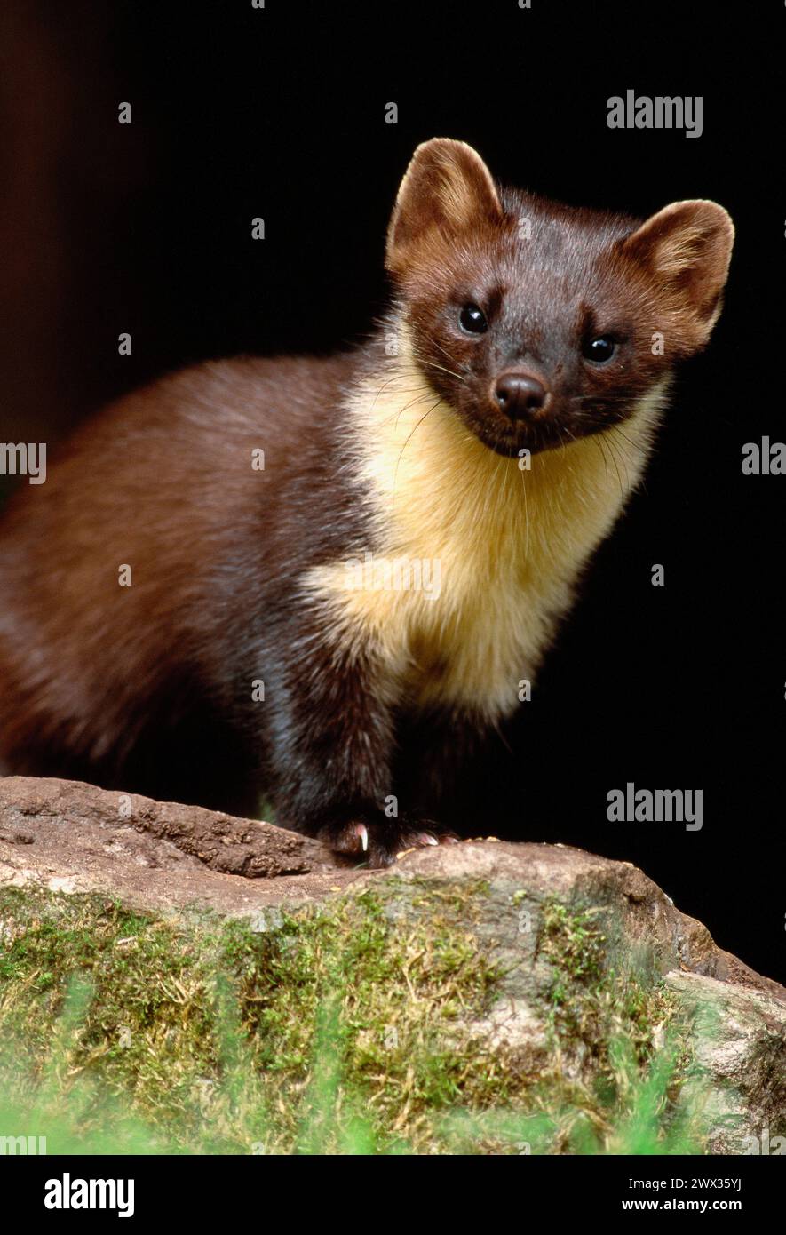 Pine Marten (Martes martes) ha fatto il bagno con cibo al bordo della foresta, Argyll, Scozia, luglio 1989 Foto Stock