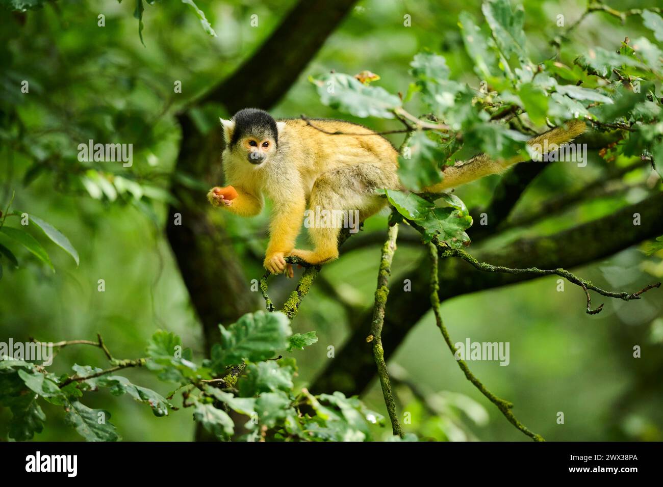 Scimmia scoiattolo comune (saimiri sciureus) in un albero, prigioniero, distribuzione Sud America Foto Stock