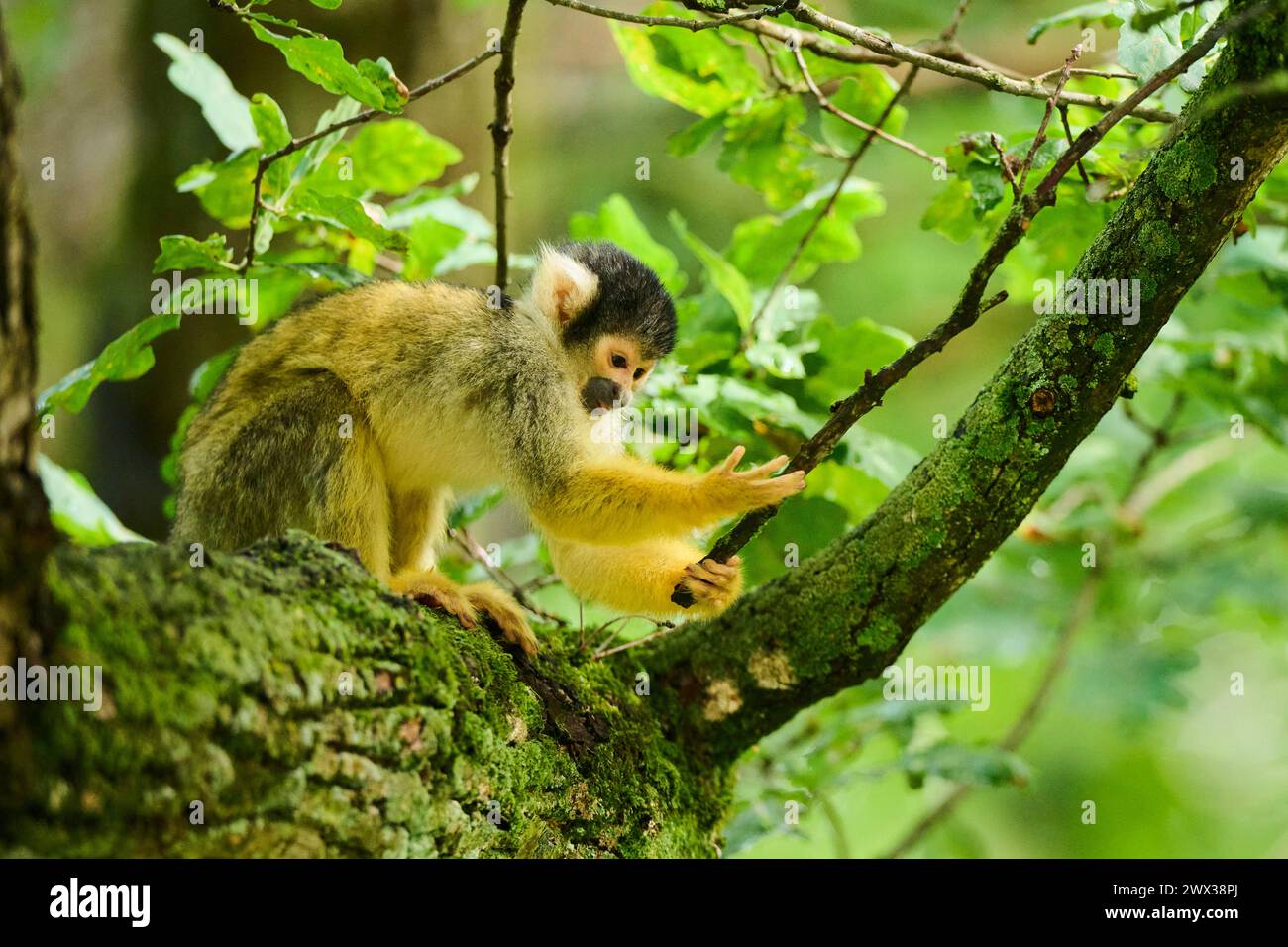 Scimmia scoiattolo comune (saimiri sciureus) in un albero, prigioniero, distribuzione Sud America Foto Stock