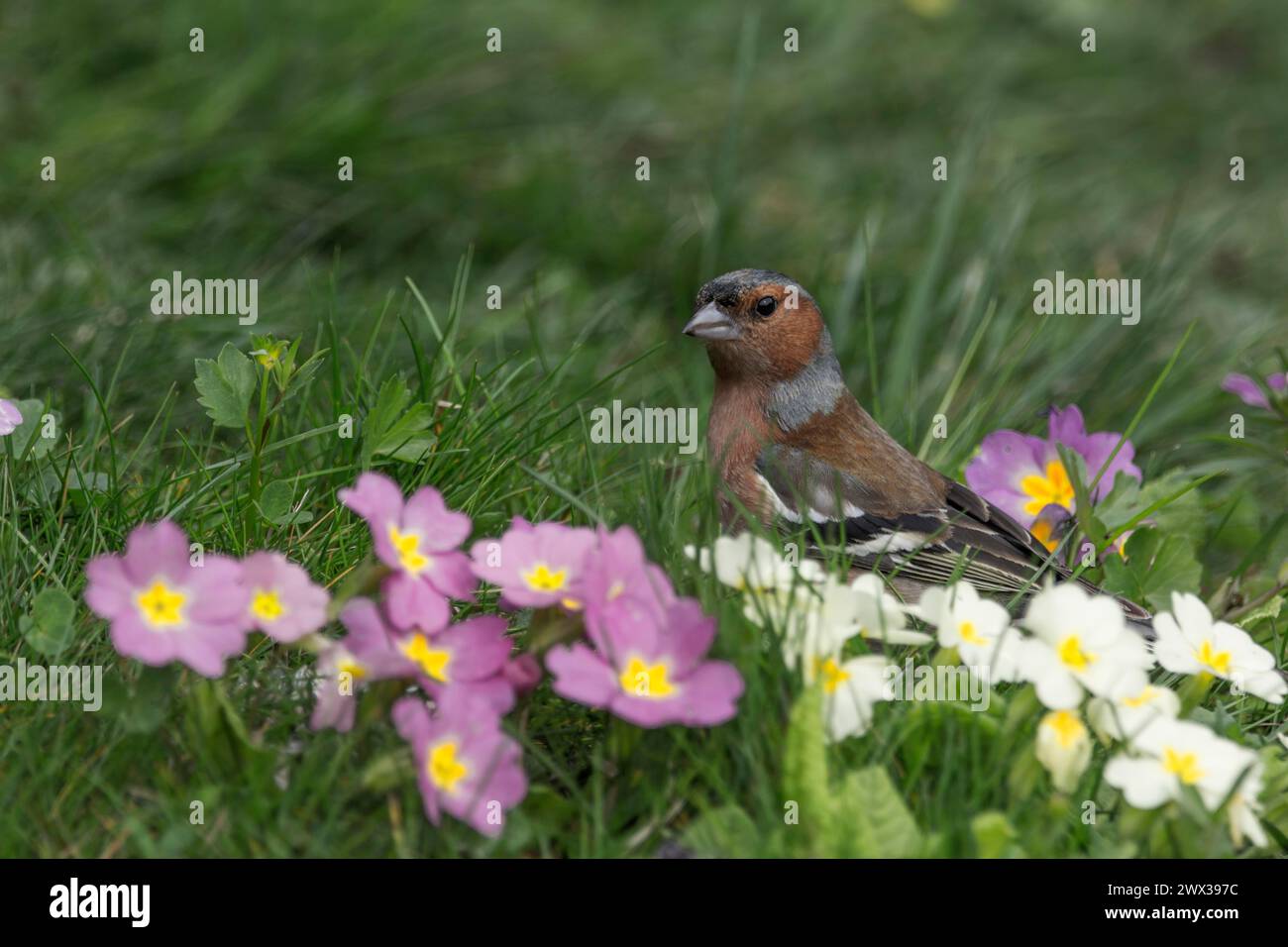 Zaffinch comune maschile (Fringilla coelebs) che si forgia in un prato primaverile, Baden-Wuerttemberg, Germania Foto Stock