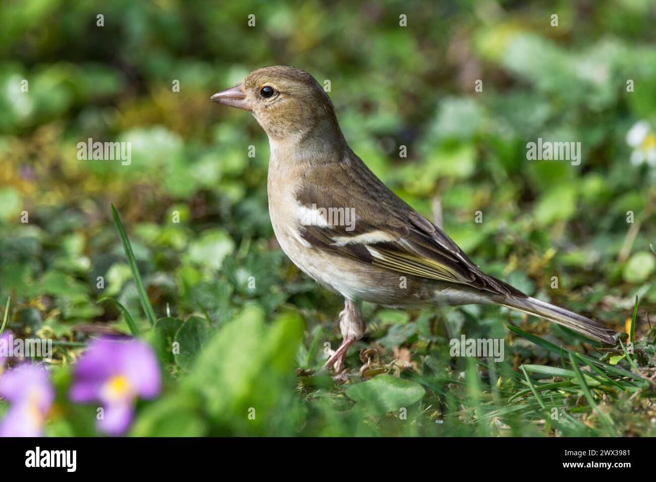 Zaffinch comune (Fringilla coelebs), foraggio femminile in un prato primaverile, Baden-Wuerttemberg, Germania Foto Stock