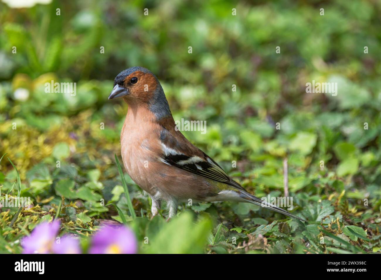 Zaffinch comune maschile (Fringilla coelebs) che si forgia in un prato primaverile, Baden-Wuerttemberg, Germania Foto Stock