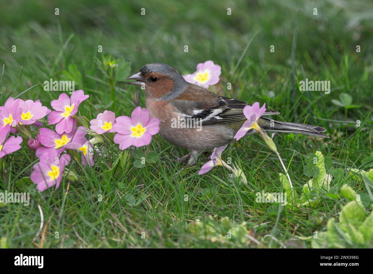 Zaffinch comune maschile (Fringilla coelebs) che si forgia su primrose fiorite in un prato primaverile, Baden-Wuerttemberg, Germania Foto Stock