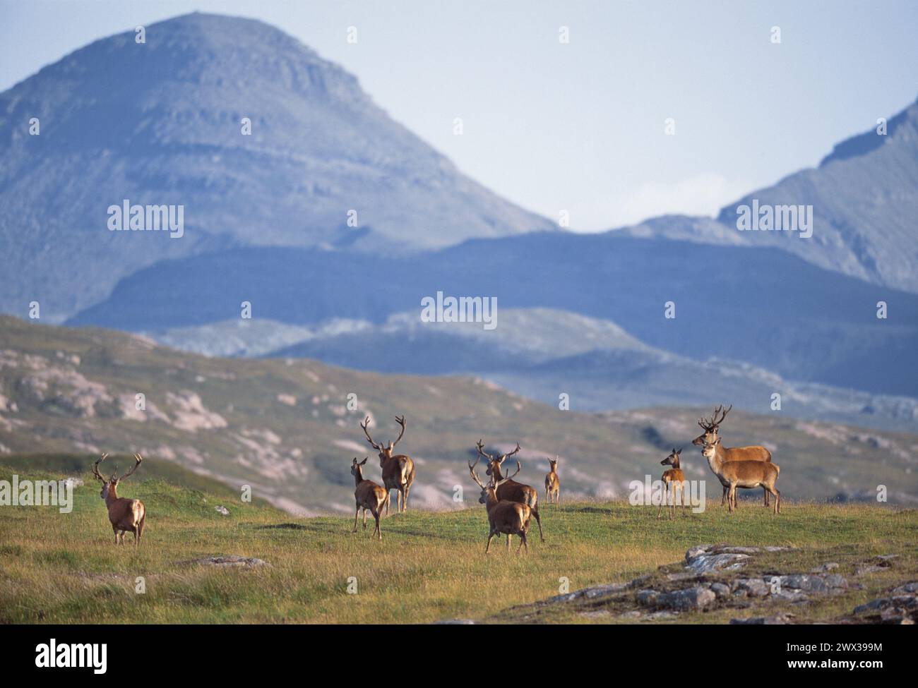 Gruppo misto di cervi rossi (Cervus elaphus) nell'area di studio di Kilmory con i cuillini di Rum sullo sfondo, Isola di Rum, Scozia Foto Stock