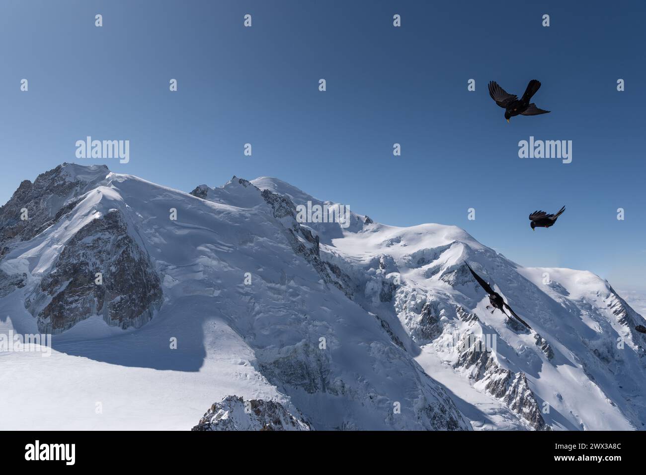 Due uccelli di corvo neri che si librano in alto di fronte alla famosa strada delle 3 cime verso la cima del Monte bianco in inverno a Chamonix in Francia Foto Stock