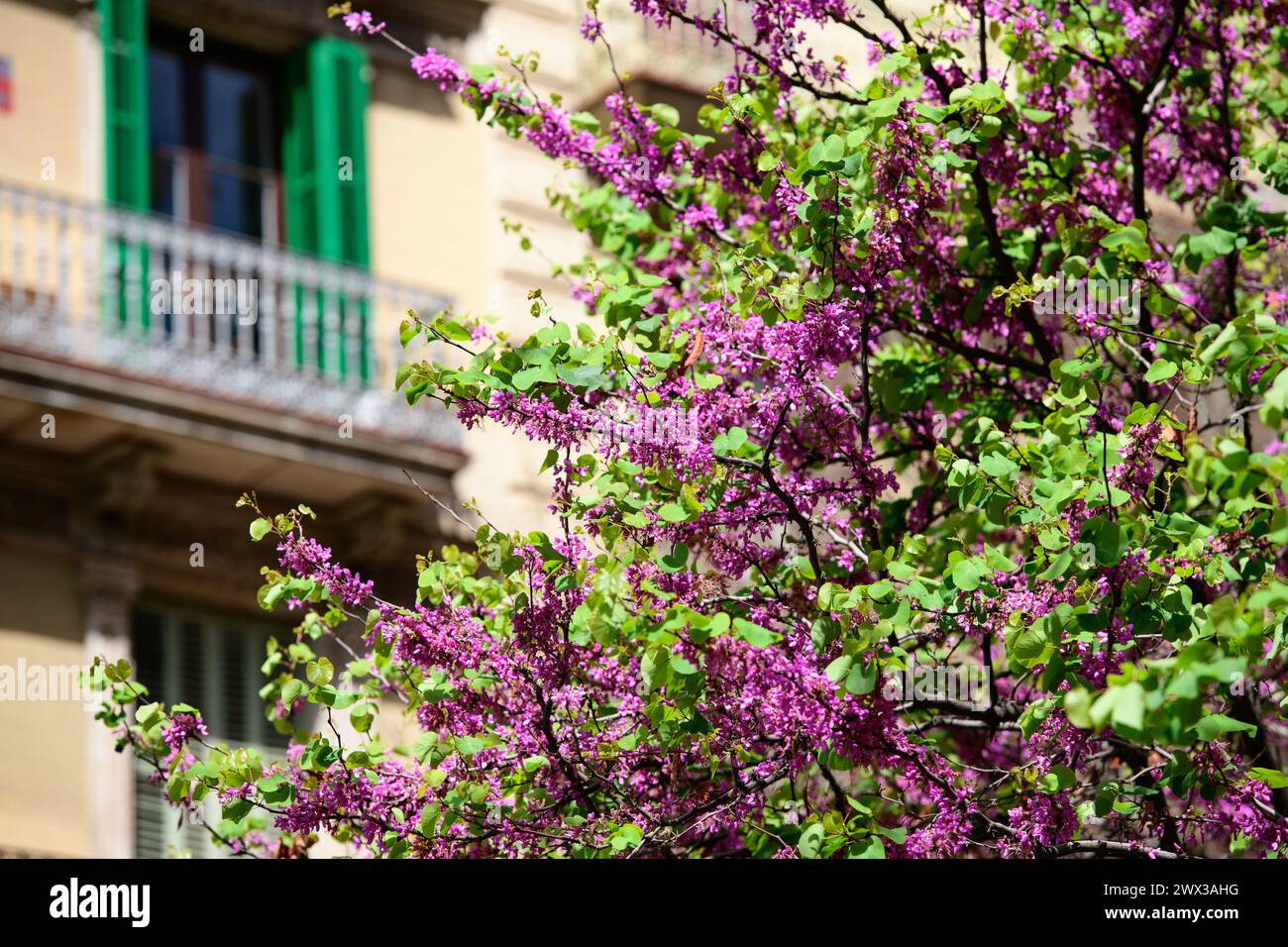 Cattura le fioriture primaverili nel quartiere Eixample, Barcellona, Spagna. Rami d'albero in fiore. Stagione primaverile. ©Paul Todd/OUTSIDEIMAGES Foto Stock