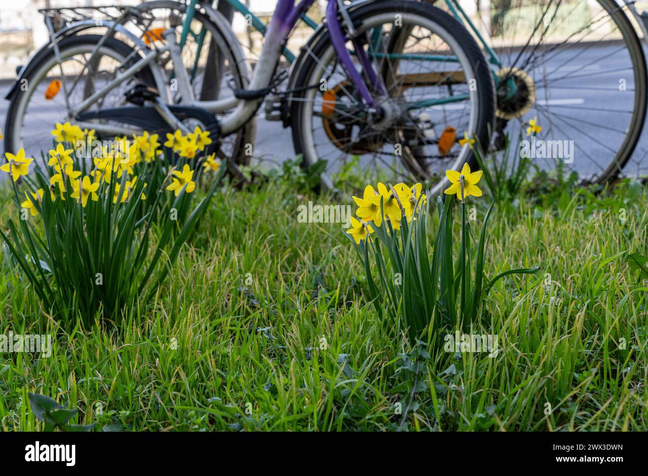 Biciclette abbandonate in Un'area verde a bordo strada, Berlino, Germania Foto Stock
