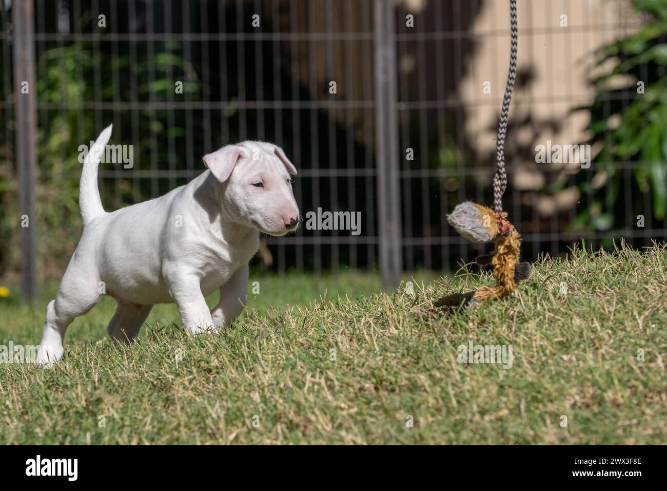 Cucciolo Bull terrier che gioca con un giocattolo su una corda nel cortile Foto Stock