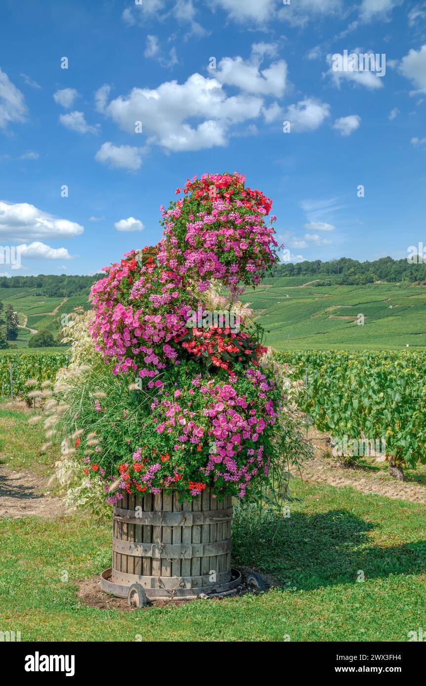 Paesaggio dei vigneti nella regione Champagne vicino a Epernay e Oger, regione Grand Est, Francia Foto Stock