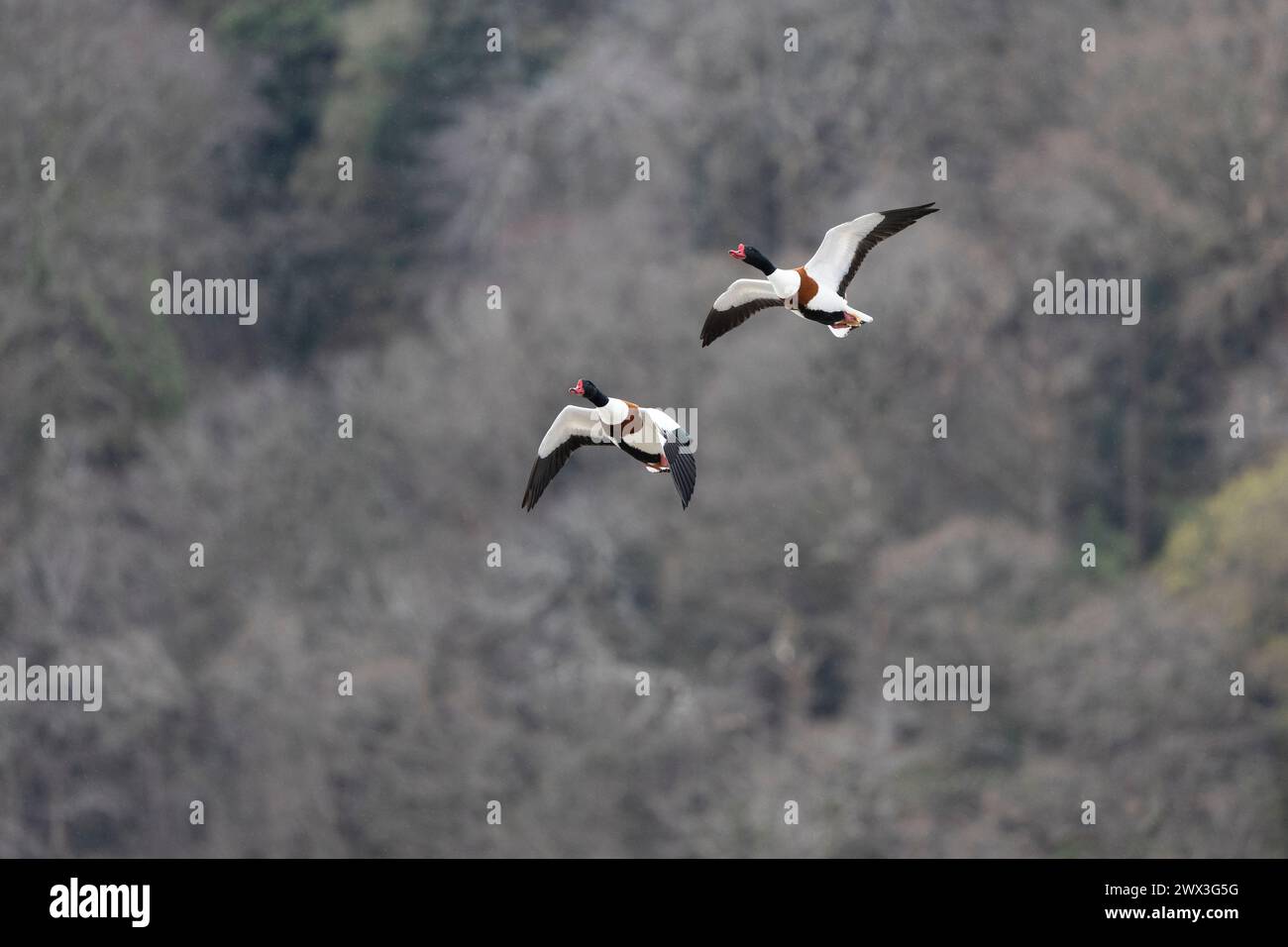 Un paio di Common Shelduck Tadorna tadorna in volo su uno sfondo di alberi in una mattinata di primavera opaca Foto Stock