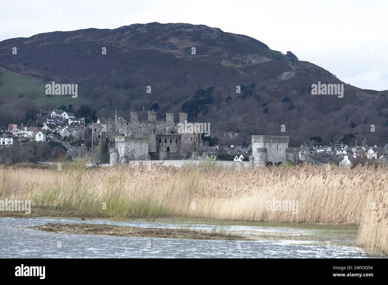 Il castello di Conwy nel Galles del Nord era visibile attraverso la palude e la riserva naturale del RSPB a Conwy Foto Stock