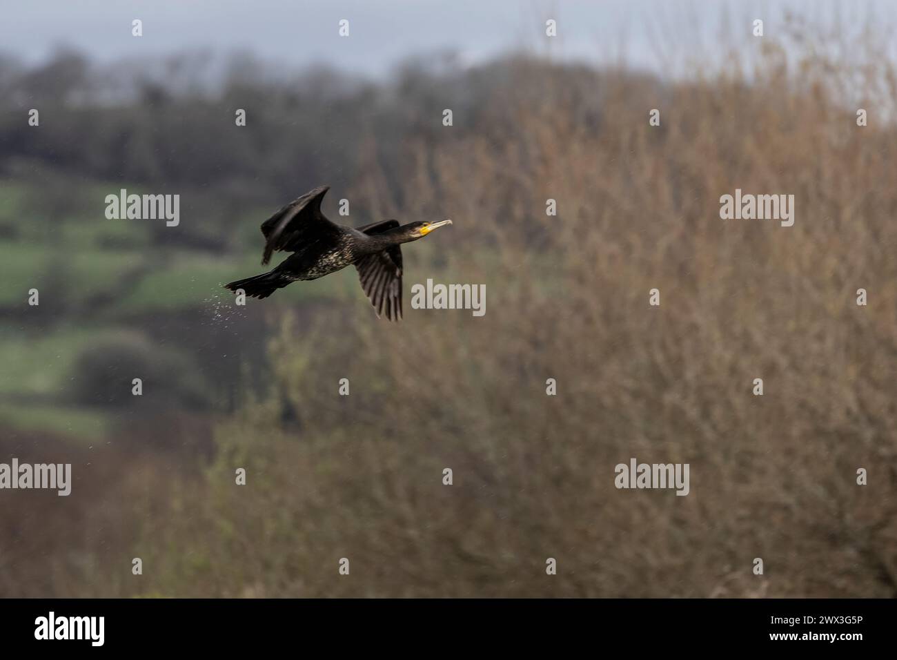 Un carbo di Cormorano Phalacrocorax adulto che decolla da una laguna costiera sullo sfondo di alberi con goccioline d'acqua che cadono dalla coda Foto Stock