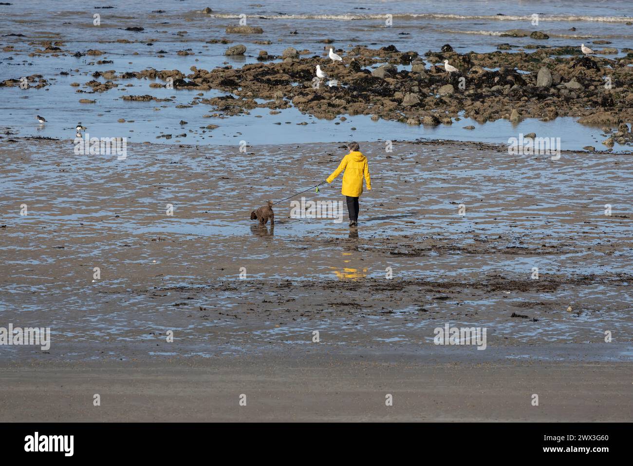 Lady che cammina con il suo cane durante la bassa marea su una spiaggia del Galles del Nord Foto Stock