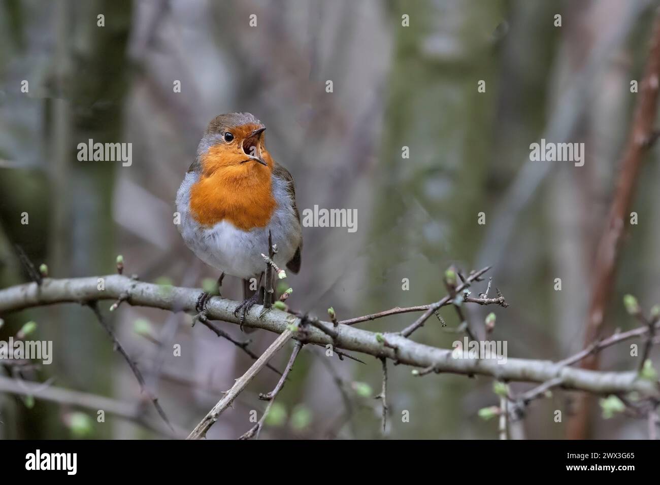 Un Robin erithacus rubecula eurasiatico che canta forte e melodiosamente da un ramo di biancospino accogliendo la primavera nonostante il clima umido e coperto Foto Stock