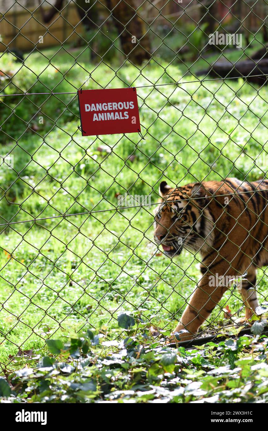 Una tigre di Sumatra accanto a un cartello di animali pericolosi sulla recinzione del suo recinto allo zoo di Paignton. Foto Stock