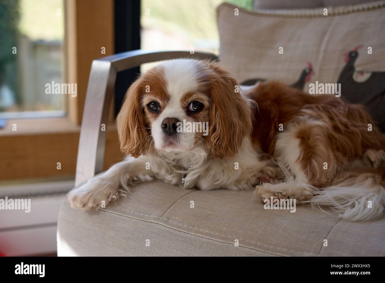 Cavalier King Charles Spaniel Foto Stock