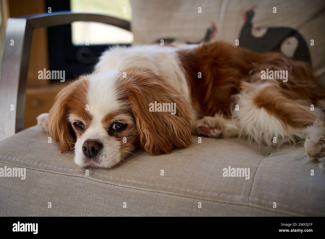Cavalier King Charles Spaniel Foto Stock