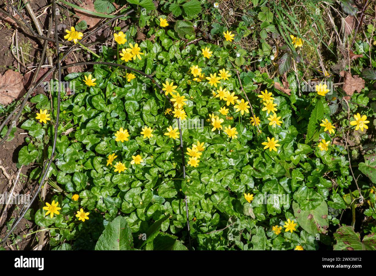 Celandina minore (Ficaria verna), un'erba a bassa crescita o un fiore selvatico con fiori gialli nel bosco durante la primavera o marzo, Inghilterra, Regno Unito Foto Stock