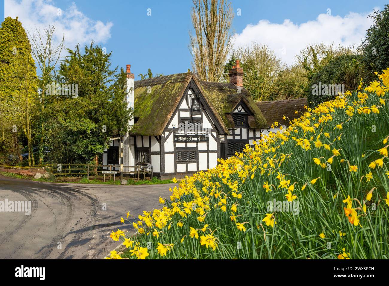 Il White Lion del 1700, bianco e nero, con tetti in paglia e metà in legno, si trova nel villaggio di Barthomley nel Cheshire, con narcisi in primavera Foto Stock