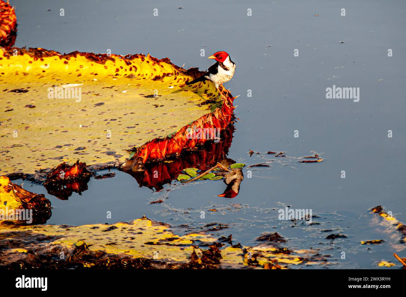 Cardinale con fattura gialla, Paroaria capitata, appollaiato su un cuscinetto di ninfee nel Pantanal, Mato grosso, Brasile Foto Stock