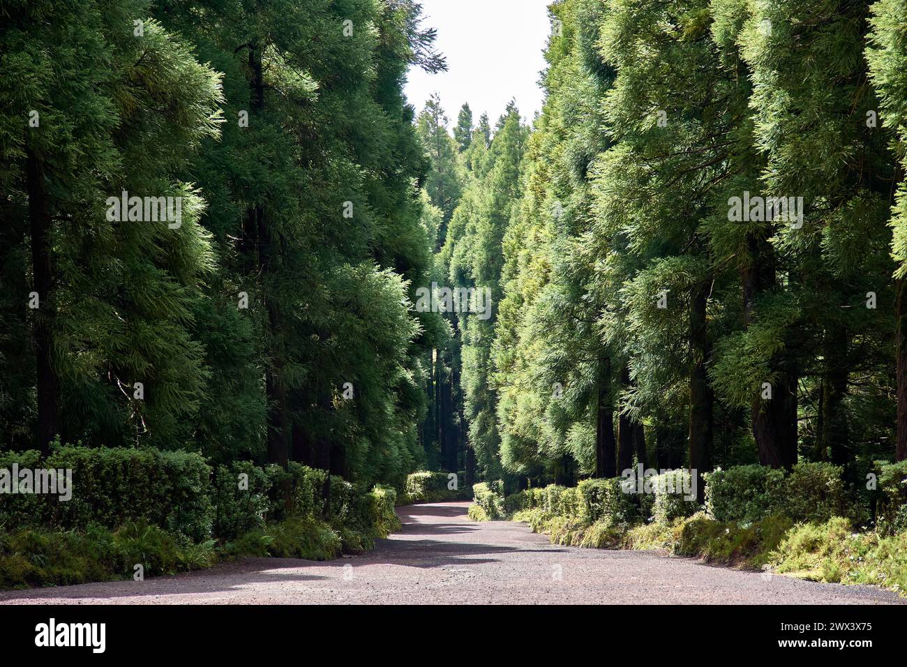 Passeggiate con la vegetazione lussureggiante lungo un percorso escursionistico delle "sette città" sull'isola di San Miguel nelle Azzorre, Portogallo Foto Stock
