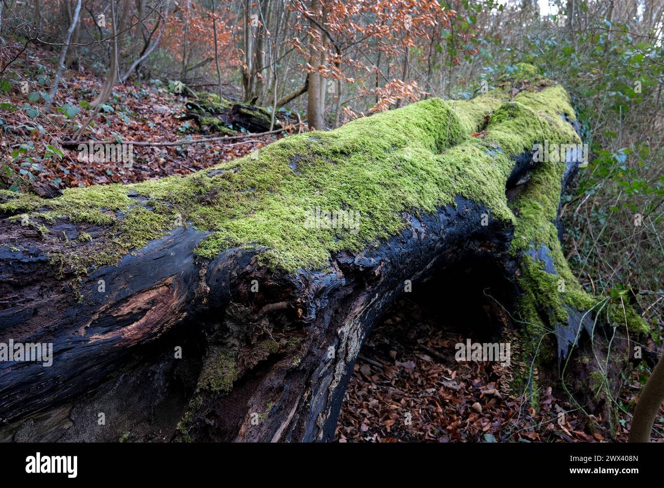 Albero di olmo morto coperto a Moss Foto Stock