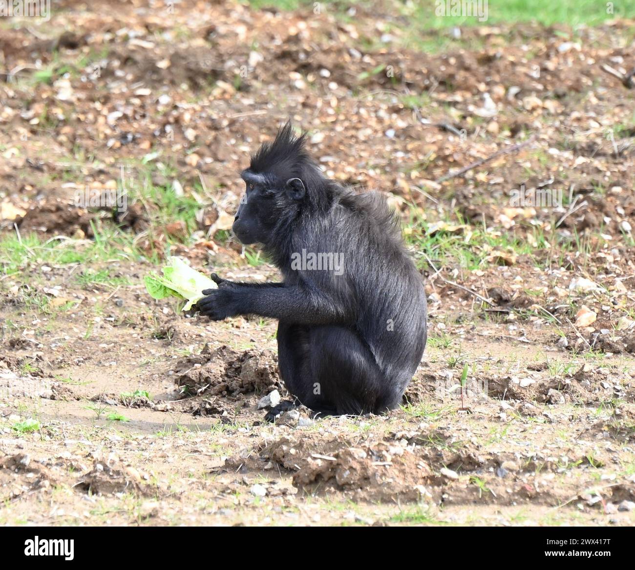 La Foresta delle scimmie aprirà il 29 marzo 2024. La Foresta delle scimmie ospiterà i macachi crestati di Sulawesi , Francois langurs , i visitatori di Whipsnade potranno vedere per la prima volta i macachi crestati di Babirusa e Lowland anoa.Sulawesi e Francois Ian gurs. il nuovo habitat di macachi è il più grande del Regno Unito, con i suoi 11.500 metri, equivalenti a 44 campi da tennis. la Foresta delle scimmie includerà più di 100 alberi. i bambini possono esplorare il sentiero naturale lungo il sentiero ... della Foresta delle Scimmie Foto Stock