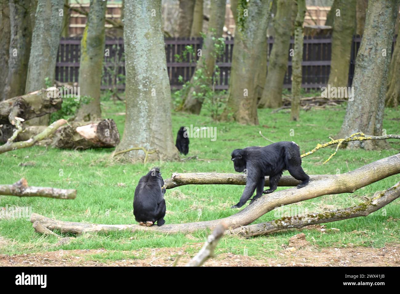 La Foresta delle scimmie aprirà il 29 marzo 2024. La Foresta delle scimmie ospiterà i macachi crestati di Sulawesi , Francois langurs , i visitatori di Whipsnade potranno vedere per la prima volta i macachi crestati di Babirusa e Lowland anoa.Sulawesi e Francois Ian gurs. il nuovo habitat di macachi è il più grande del Regno Unito, con i suoi 11.500 metri, equivalenti a 44 campi da tennis. la Foresta delle scimmie includerà più di 100 alberi. i bambini possono esplorare il sentiero naturale lungo il sentiero ... della Foresta delle Scimmie Foto Stock