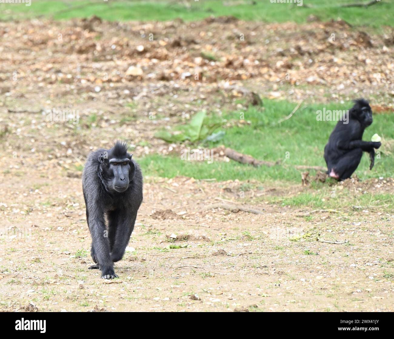 La Foresta delle scimmie aprirà il 29 marzo 2024. La Foresta delle scimmie ospiterà i macachi crestati di Sulawesi , Francois langurs , i visitatori di Whipsnade potranno vedere per la prima volta i macachi crestati di Babirusa e Lowland anoa.Sulawesi e Francois Ian gurs. il nuovo habitat di macachi è il più grande del Regno Unito, con i suoi 11.500 metri, equivalenti a 44 campi da tennis. la Foresta delle scimmie includerà più di 100 alberi. i bambini possono esplorare il sentiero naturale lungo il sentiero ... della Foresta delle Scimmie Foto Stock