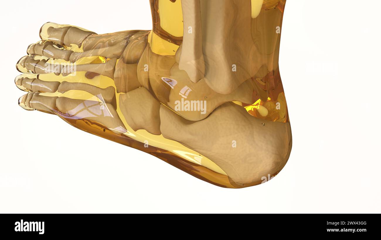 Anatomia umana dello scheletro per l'illustrazione 3d di Medical Concept Foto Stock