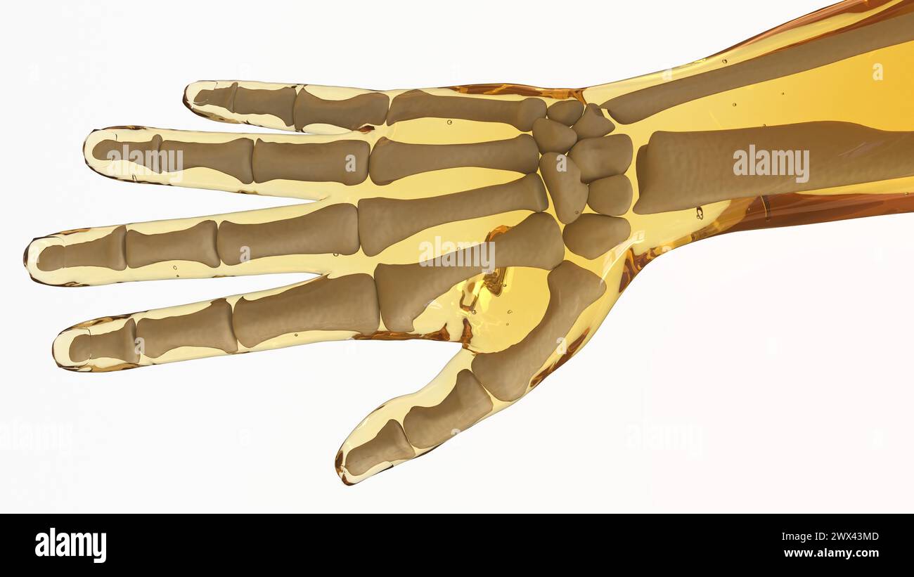 Anatomia umana dello scheletro per l'illustrazione 3d di Medical Concept Foto Stock