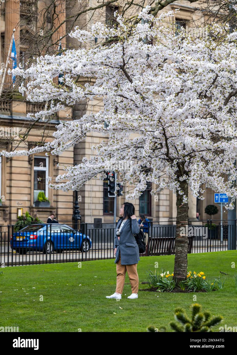 Turista sotto i ciliegi in fiore, St Andrew Square, Edimburgo, Scozia, Regno Unito Foto Stock