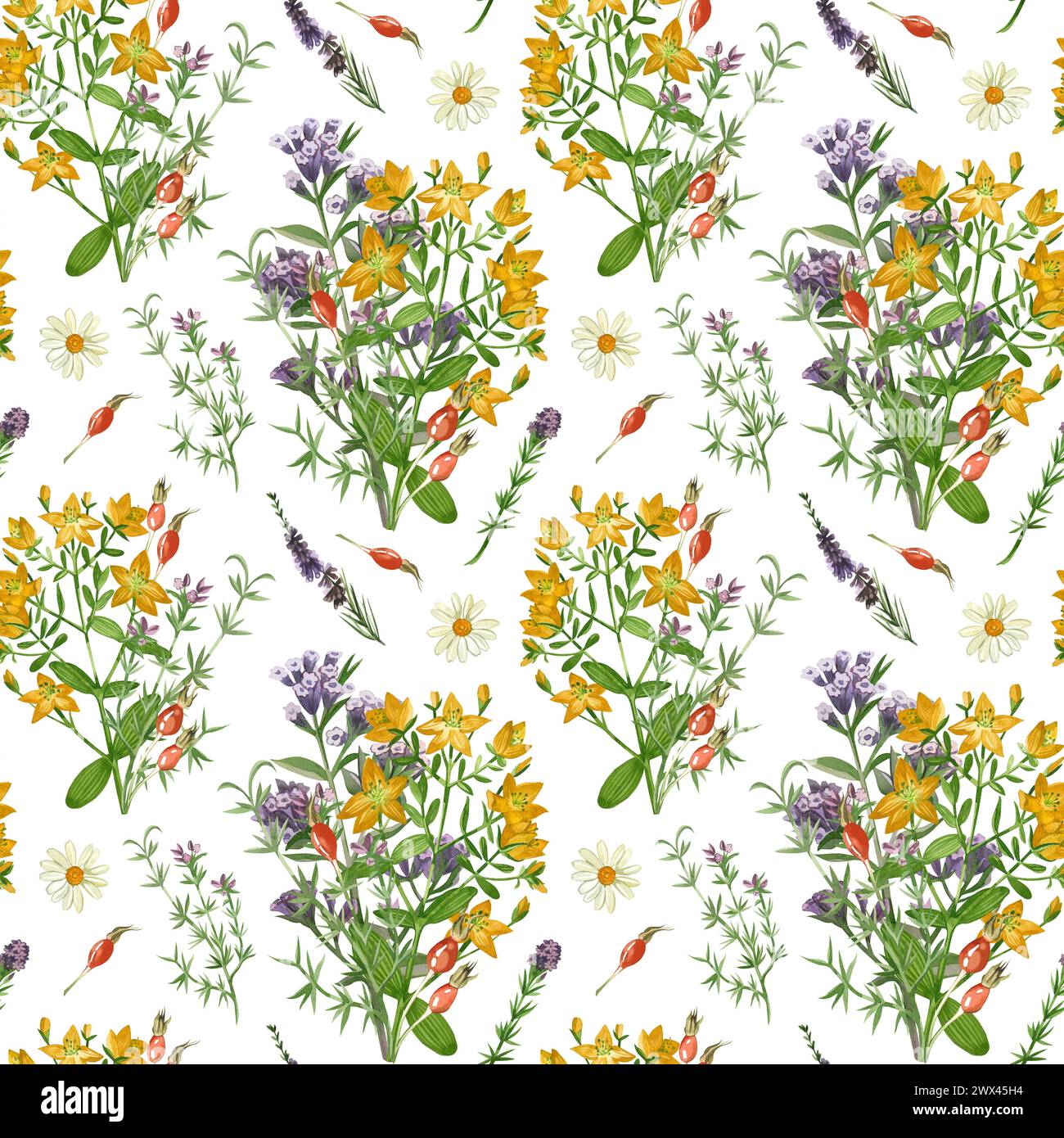 Prato erba e fiori. Schema senza cuciture di echinacea, erba del lungago, origano e ipericacee. Tutti gli elementi sono dipinti a mano in acquerello. Foto Stock