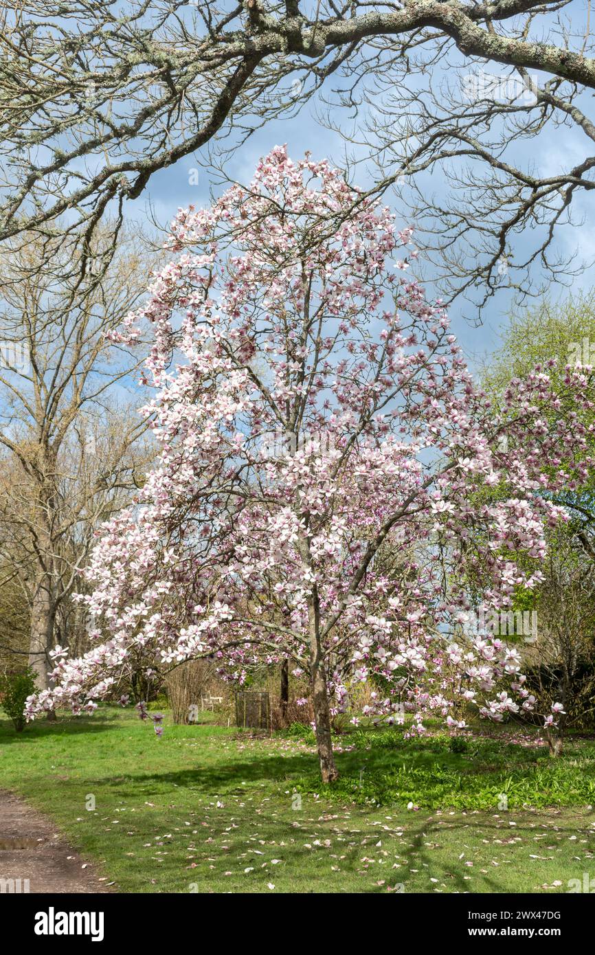 Albero Magnolia "Athene" ricoperto di fiori bianchi rosa durante marzo o primavera presso Sir Harold Hillier Gardens nell'Hampshire, Inghilterra, Regno Unito Foto Stock