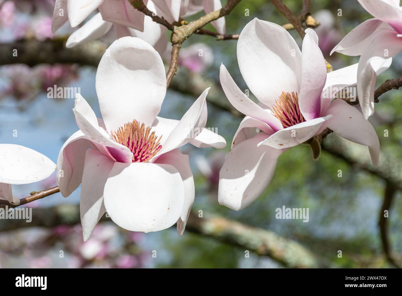 Magnolia "Athene", primo piano dei grandi fiori bianchi e rosa a forma di tazza sull'albero in fiore di primavera, Regno Unito Foto Stock