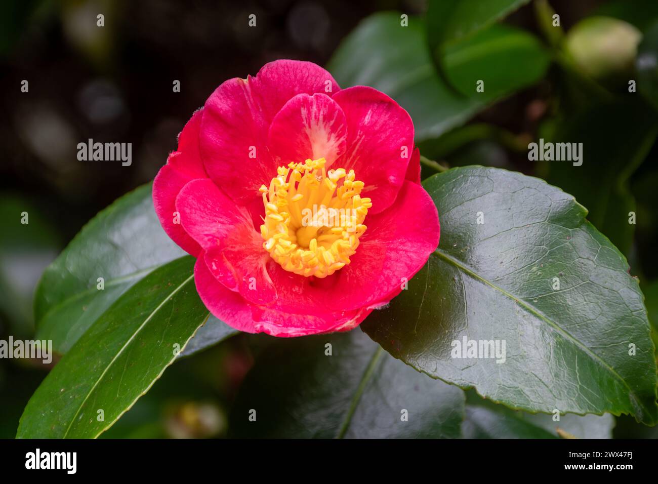 Camellia japonica "De la Reine" con fiori rosa intenso durante marzo o primavera, Inghilterra, Regno Unito Foto Stock