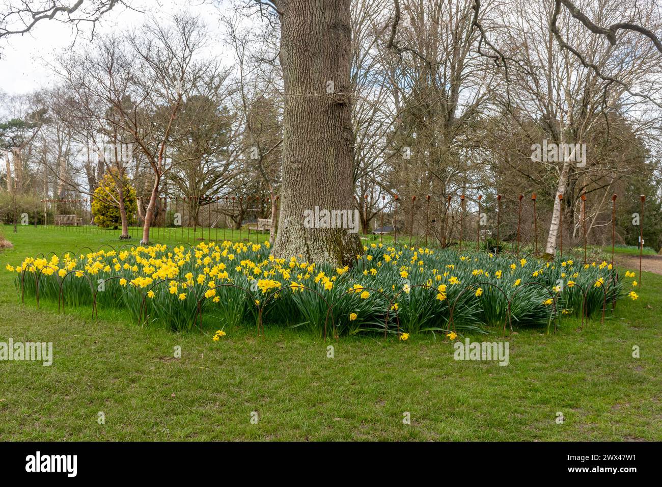 Narcisi piantati in cerchio intorno a un albero, fiori primaverili in un giardino, Regno Unito Foto Stock